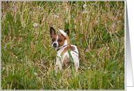 Missing You Chihuahua in the Long Grass card