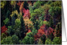 Happy Mabon Autumn Trees card