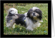 Happy Birthday Shih Tzu Dog card