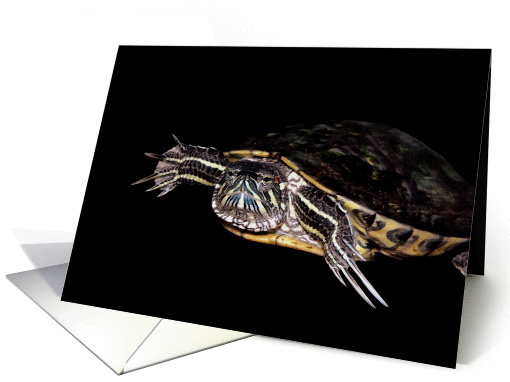 Thinking of You Turtle card (834689)