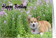 Happy Birthday Welsh Corgi with Purple Flowers card