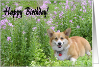 Birthday Cards Welsh Corgis From Greeting Card Universe