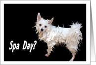 Spa Day Soapy Dog Invitation card