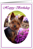 Happy Birthday Yorkshire Terrier card