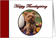 Happy Thanksgiving Yorkshire Terrier Dog with Harvest Vegetables card