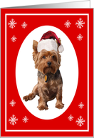 Christmas Yorkshire Terrier Dog in a Santa hat card