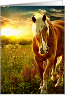 First Light Belgian Horse Sunrise card