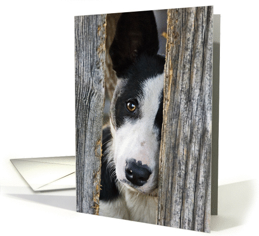 Miss You, Border Collie Peeking Through Fence card (836431)