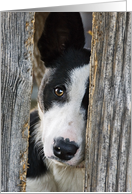 Miss You, Border Collie Peeking Through Fence card