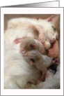 Mama Cat Nursing New Babies card