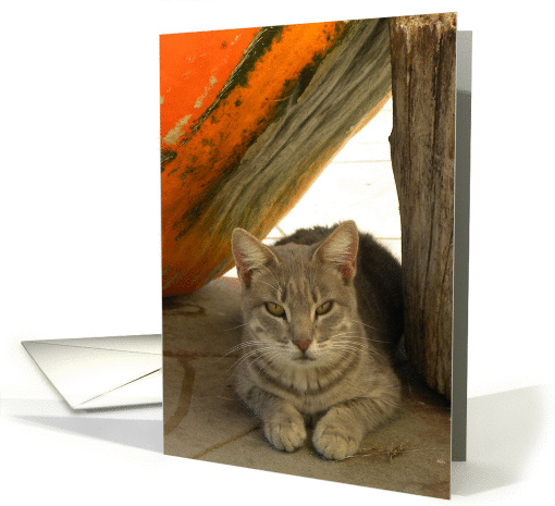 Cat in a Pumpkin's Shade Notecard card (865999)