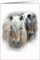 Two Pretty Ponies standing quietly in the Kansas breezes card