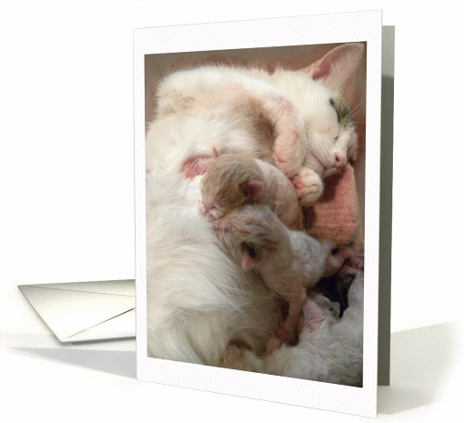 Mama Cat Nursing New Babies card (867310)