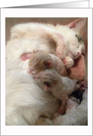 Mama Cat Nursing New Babies card