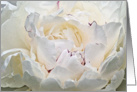 White Peony With Red Edging Blank Note Card