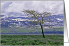 Tree And Snow Wyoming Morning Grand Teton Blank Note Card