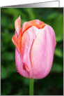 Pink And Orange Tulip With Dew Blank Card