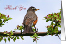 Robin Thank You In Flowering Tree Card