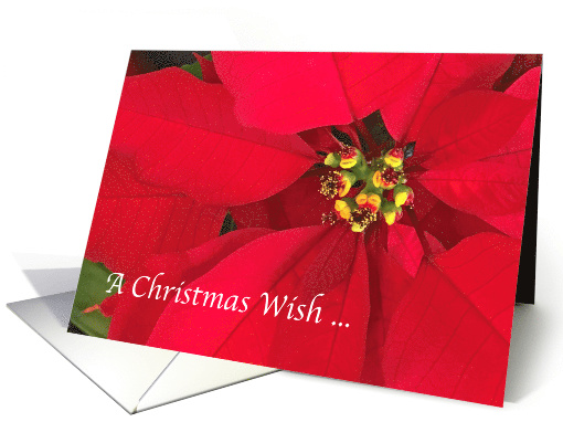 Red Pointsettia Christmas Wish Holiday Greeting card (1461588)