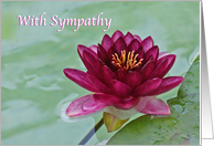 Sister Sympathy Wine Colored Waterlily Time of Loss of Husband card