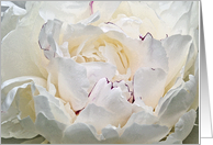 White Peony With Red Edging Blank Note Card