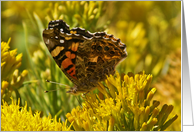 West Coast Lady Butterfly Blank Note Card Photography by Celtc Cat card