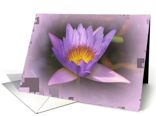 Purple and Yellow Waterlily Blank Note Card By Celtic Cat Photos card