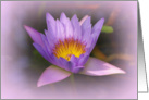 Purple and Yellow Waterlily Blank Note Card By Celtic Cat Photos card