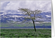 Tree And Snow Wyoming Morning Grand Teton Blank Note Card