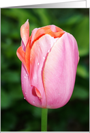 Pink And Orange Tulip With Dew Blank Card
