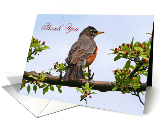 Robin Thank You In Flowering Tree card (817776)