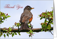 Robin Thank You In Flowering Tree Card