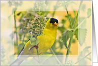 Gold Finch on Lemon Balm Blank Note Card
