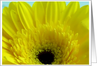 Yellow Gerber Daisy card