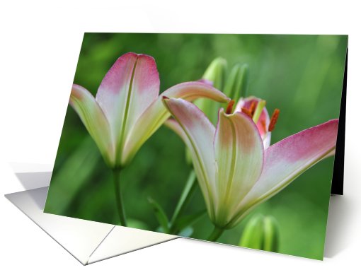 Orchids card (790634)