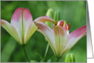 Orchids card