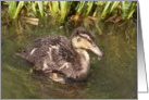 Mallard Duckling 1 card