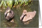 Mallard and Khaki Ducklings card