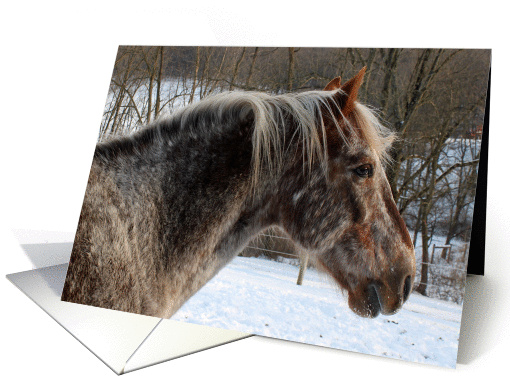 Horse - Texas - 2014 card (1362810)