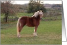 Belgian Horse Pose card