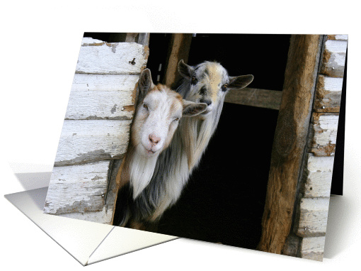 Two Curious Goats card (792046)