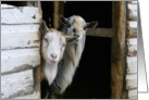 Two Curious Goats card
