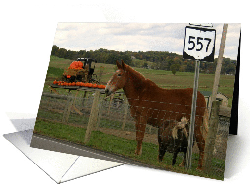 Mule 557 card (792337)