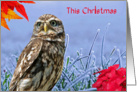 Owl Christmas, Blue, red, frosty grass, poinsettia, card