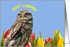 Easter owl, Little or Scops Owl lands amongst yellow and red tulips, card