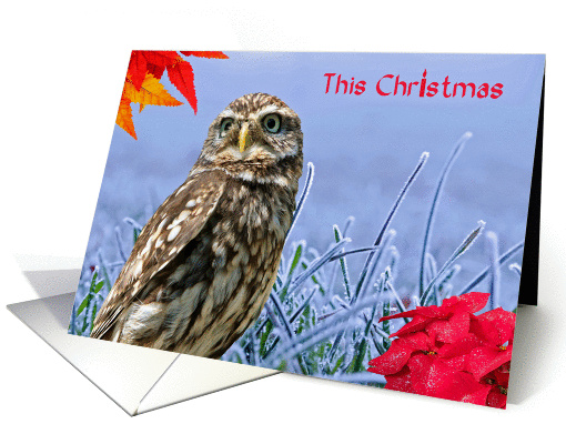 Owl Christmas, Blue, red, frosty grass, poinsettia, card (1054141)