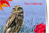 Owl Christmas, Blue,...