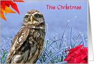 Owl Christmas, Blue, red, frosty grass, poinsettia, card