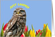 Easter owl, Little or Scops Owl lands amongst yellow and red tulips, card