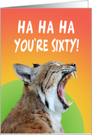 60th birthday wildcat screaming,ha ha ha, you’re sixty,orange,green, card